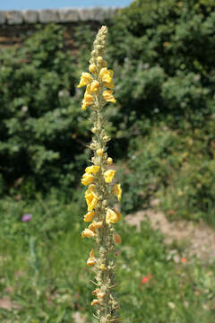 Image of orange mullein