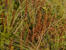 Image of ivy broomrape