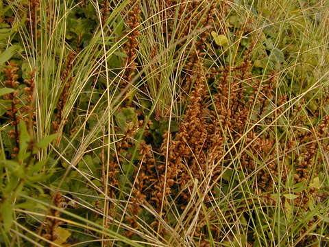 Image of ivy broomrape