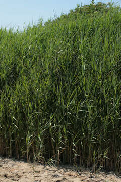 Image of common reed