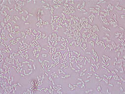 Panellus serotinus (Pers.) Kühner 1950 resmi