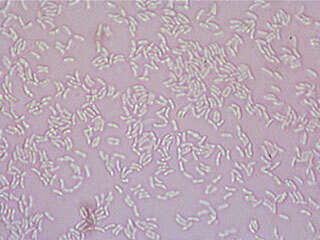 Panellus serotinus (Pers.) Kühner 1950 resmi