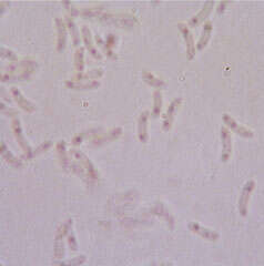 Panellus serotinus (Pers.) Kühner 1950 resmi