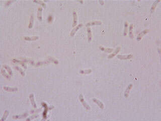 Panellus serotinus (Pers.) Kühner 1950 resmi