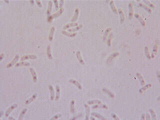 Panellus serotinus (Pers.) Kühner 1950 resmi