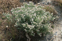 Image of hairy canary-clover