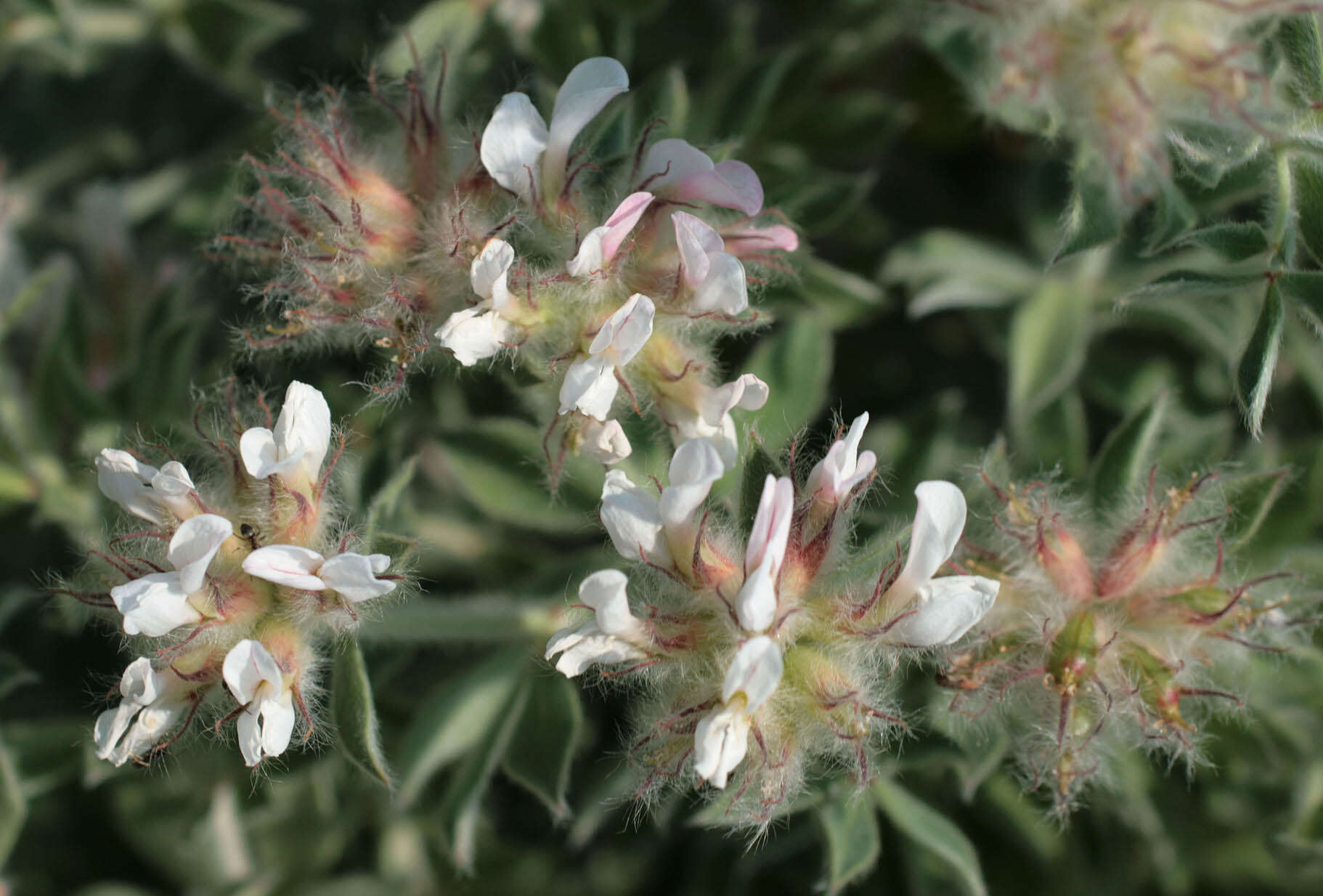 Image of hairy canary-clover