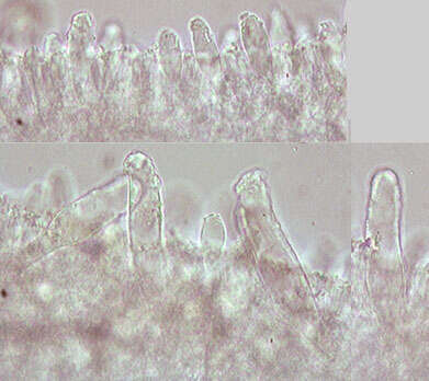 Panellus serotinus (Pers.) Kühner 1950 resmi