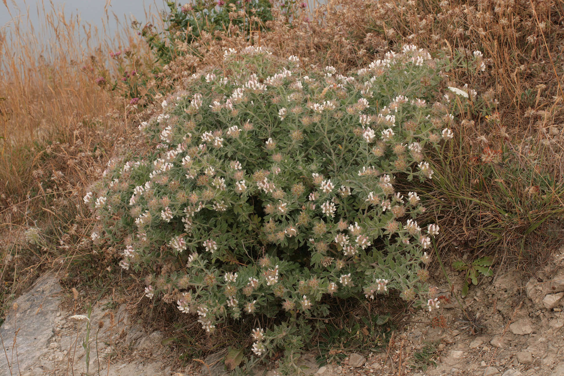 Image of hairy canary-clover