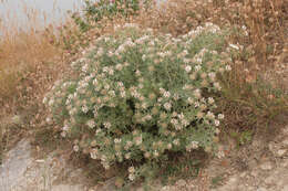 Image of hairy canary-clover