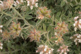 Image of hairy canary-clover