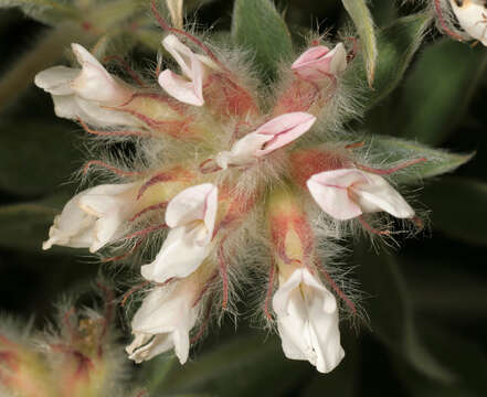 Image of hairy canary-clover