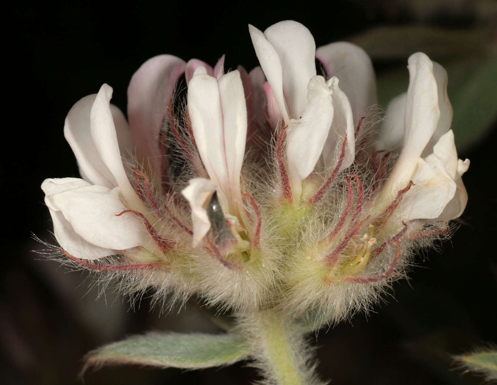Image of hairy canary-clover
