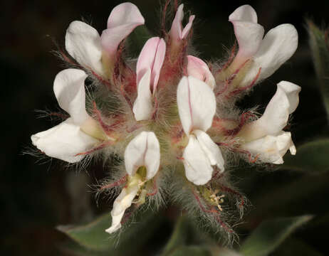 Image of hairy canary-clover