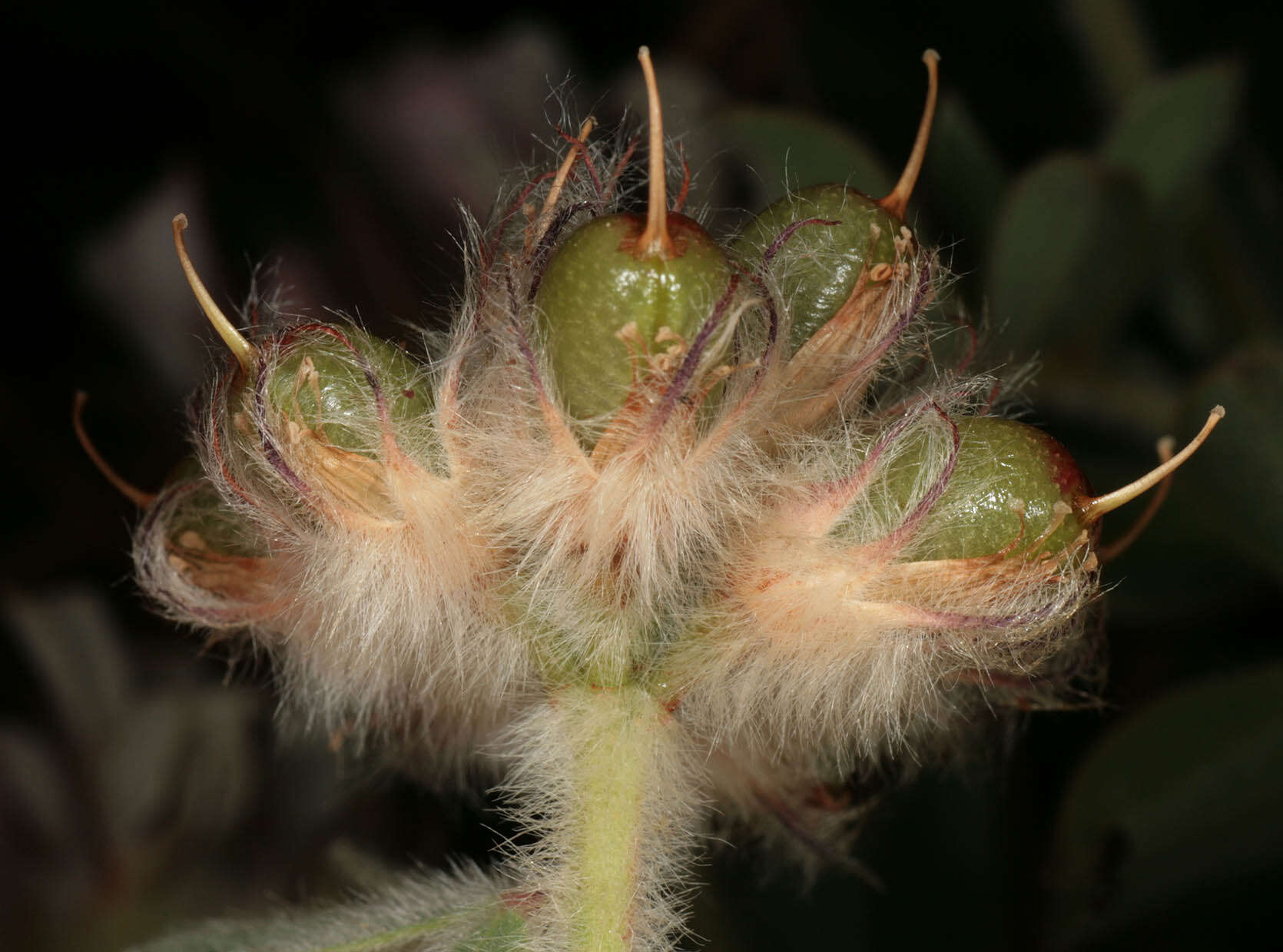 Image of hairy canary-clover