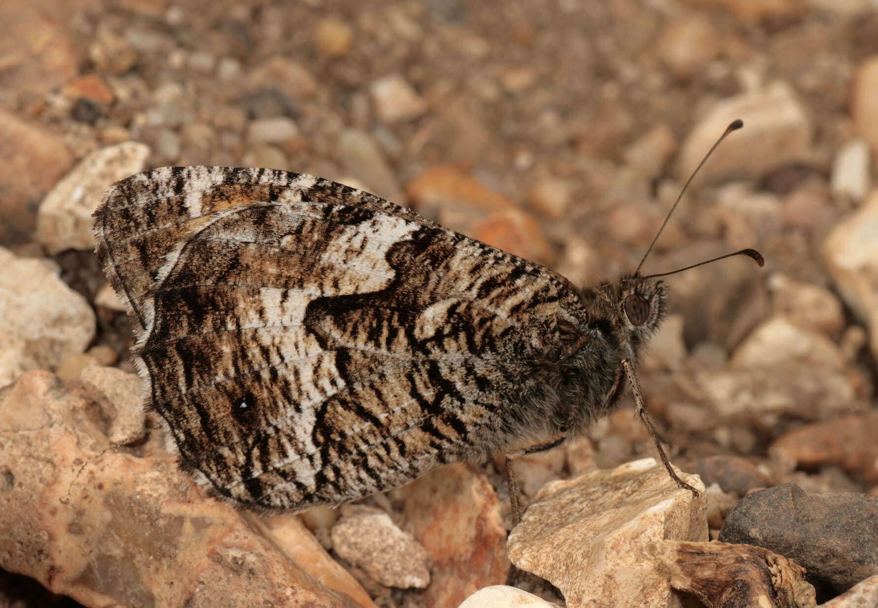 Image of Grayling