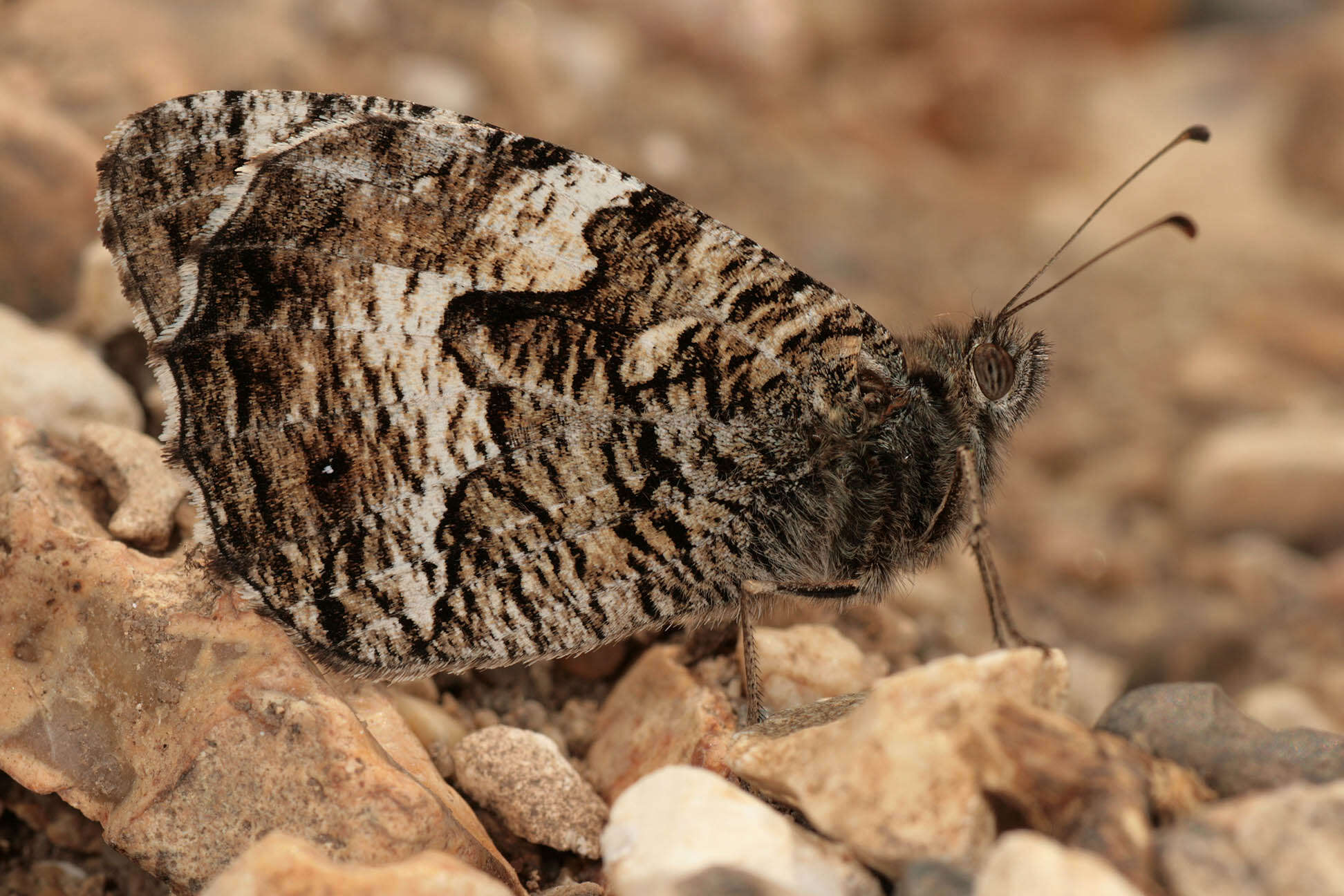 Image of Grayling