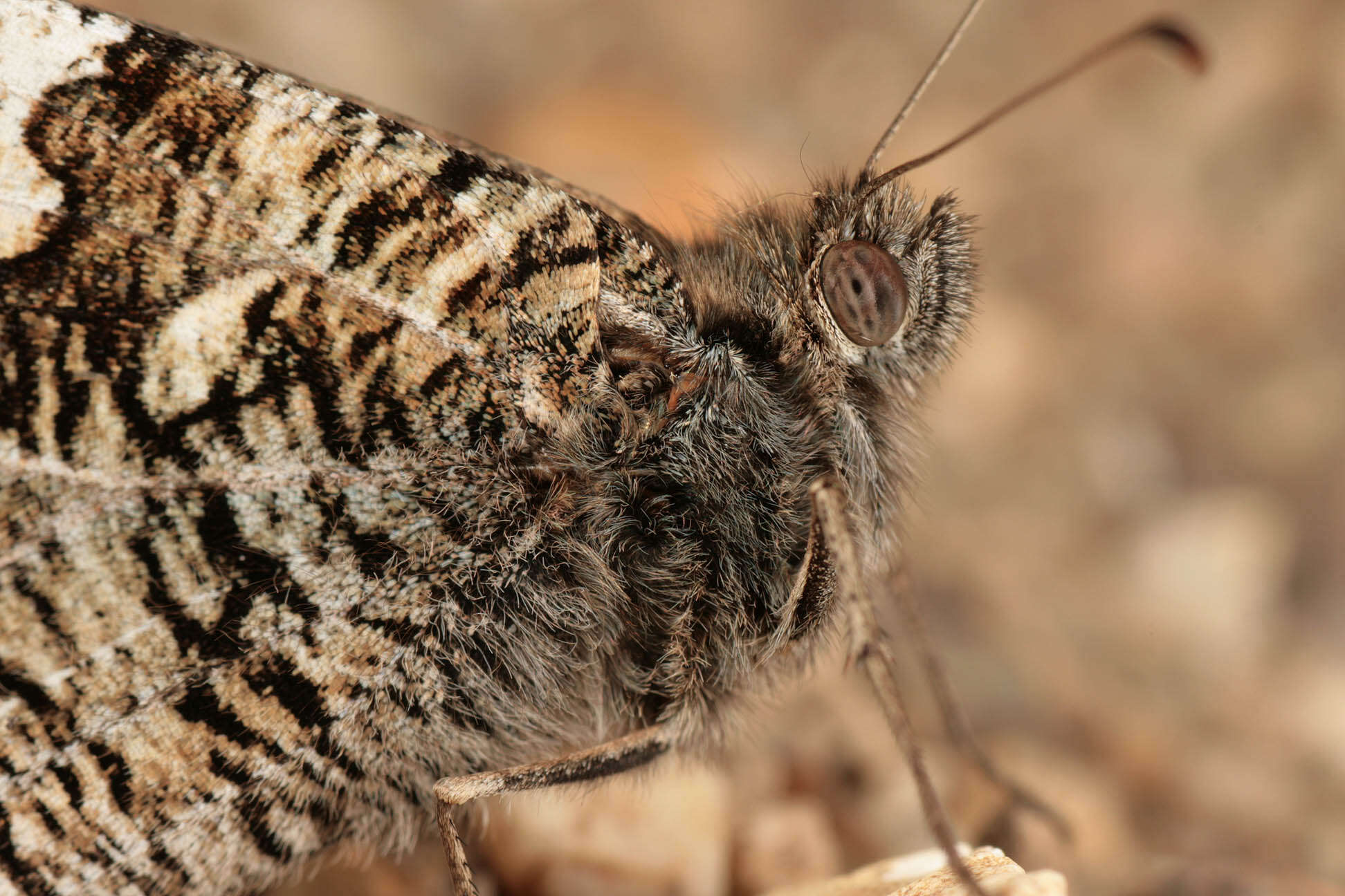 Image of Grayling