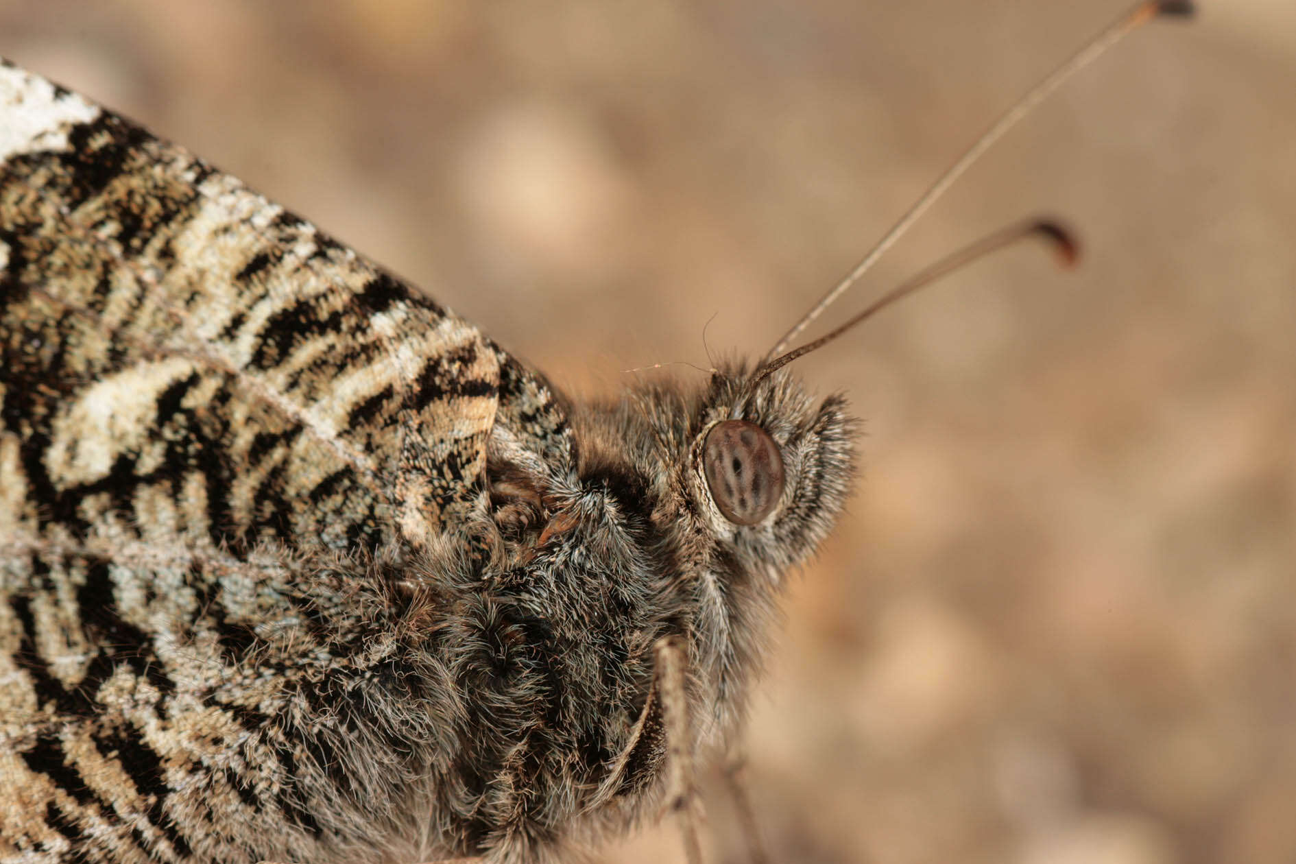 Image of Grayling