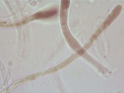 Panellus serotinus (Pers.) Kühner 1950 resmi