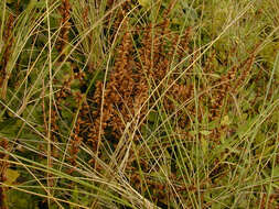 Image of ivy broomrape