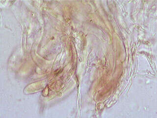 Panellus serotinus (Pers.) Kühner 1950 resmi