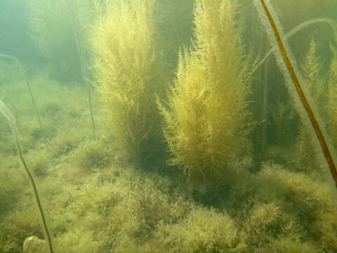 Слика од Sargassum muticum