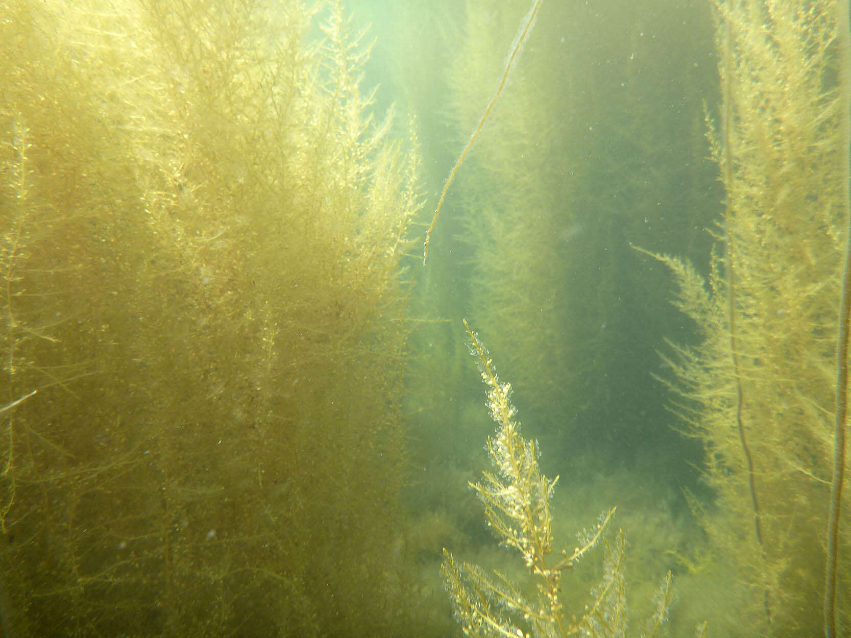 Слика од Sargassum muticum