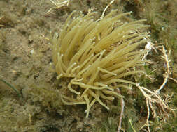 Image of Snakelocks anemone