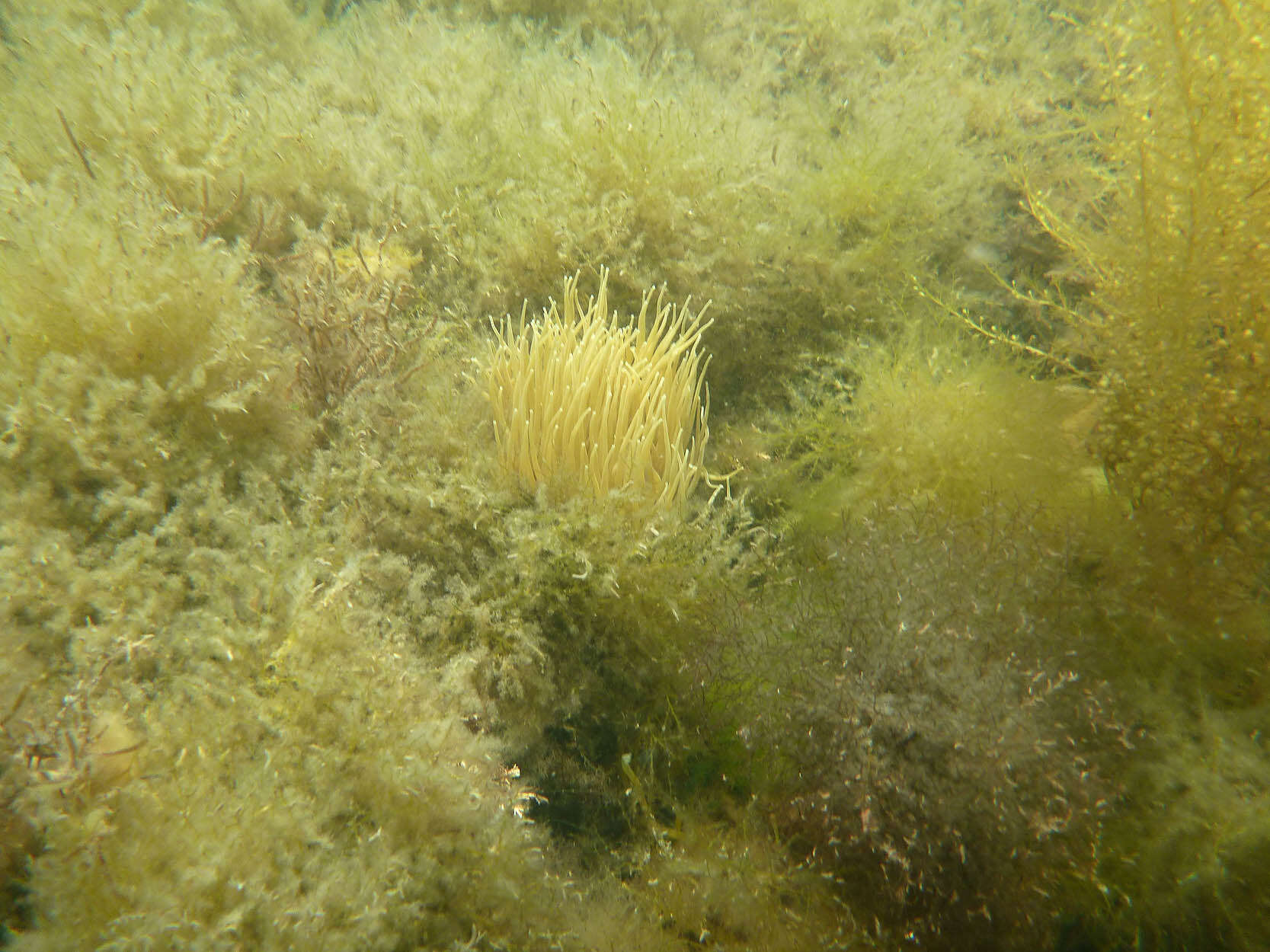 Image de anémone de mer verte