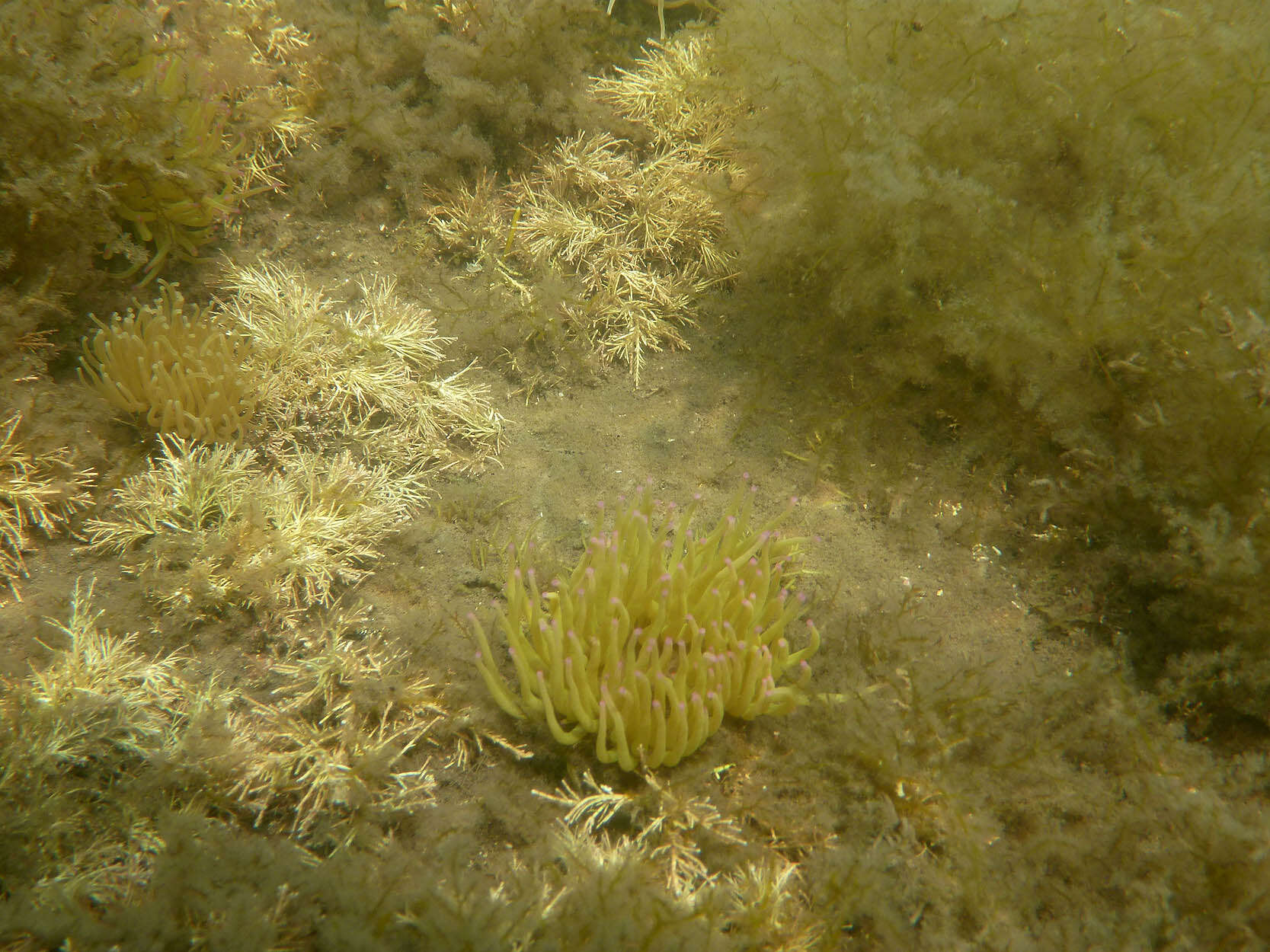 Image de anémone de mer verte