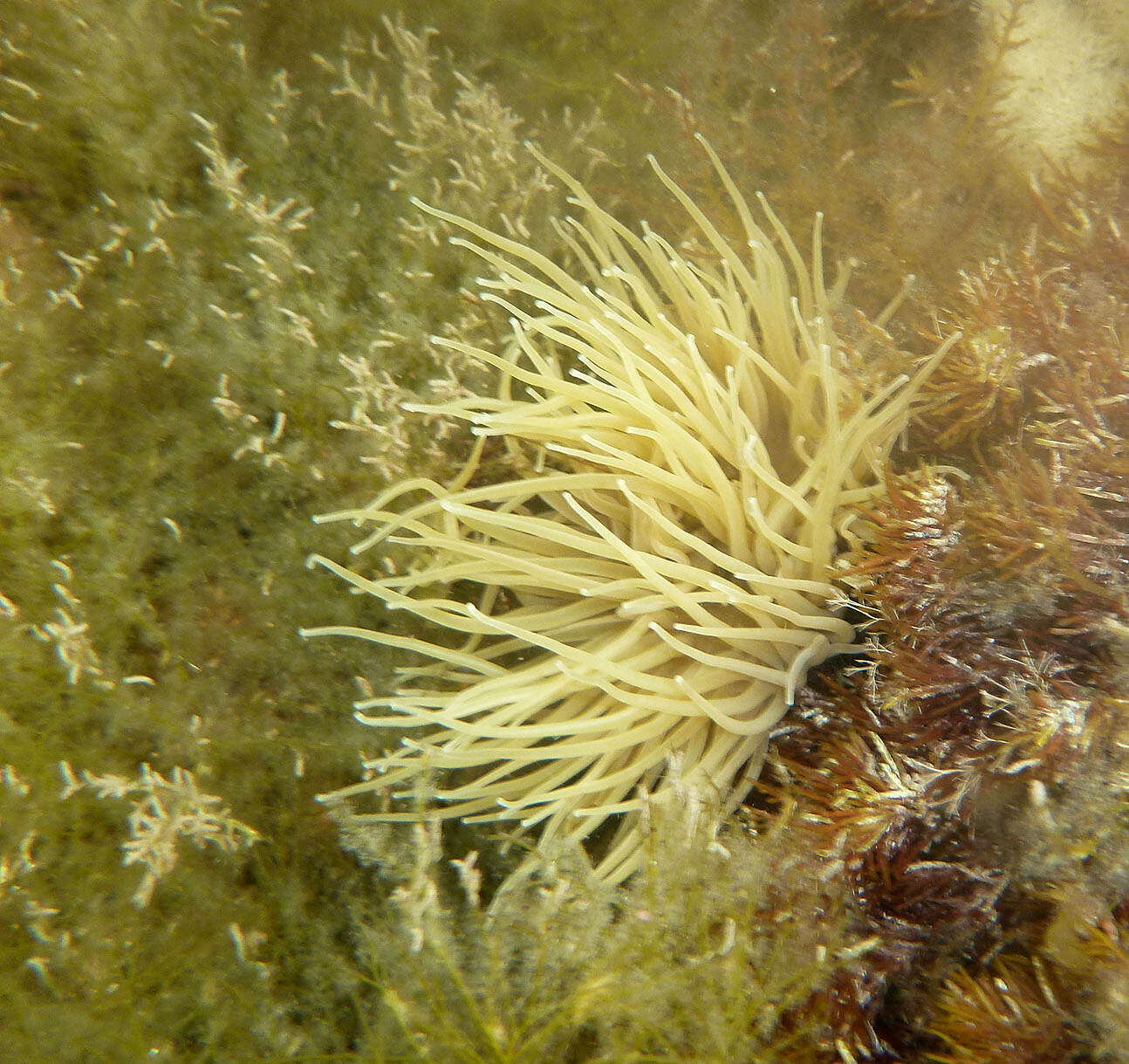 Image de anémone de mer verte