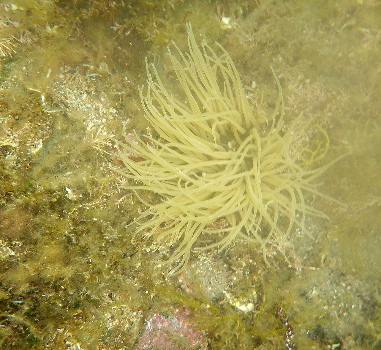 Image of Snakelocks anemone