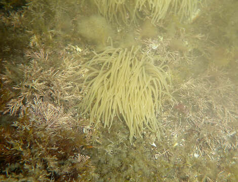 Image of Snakelocks anemone