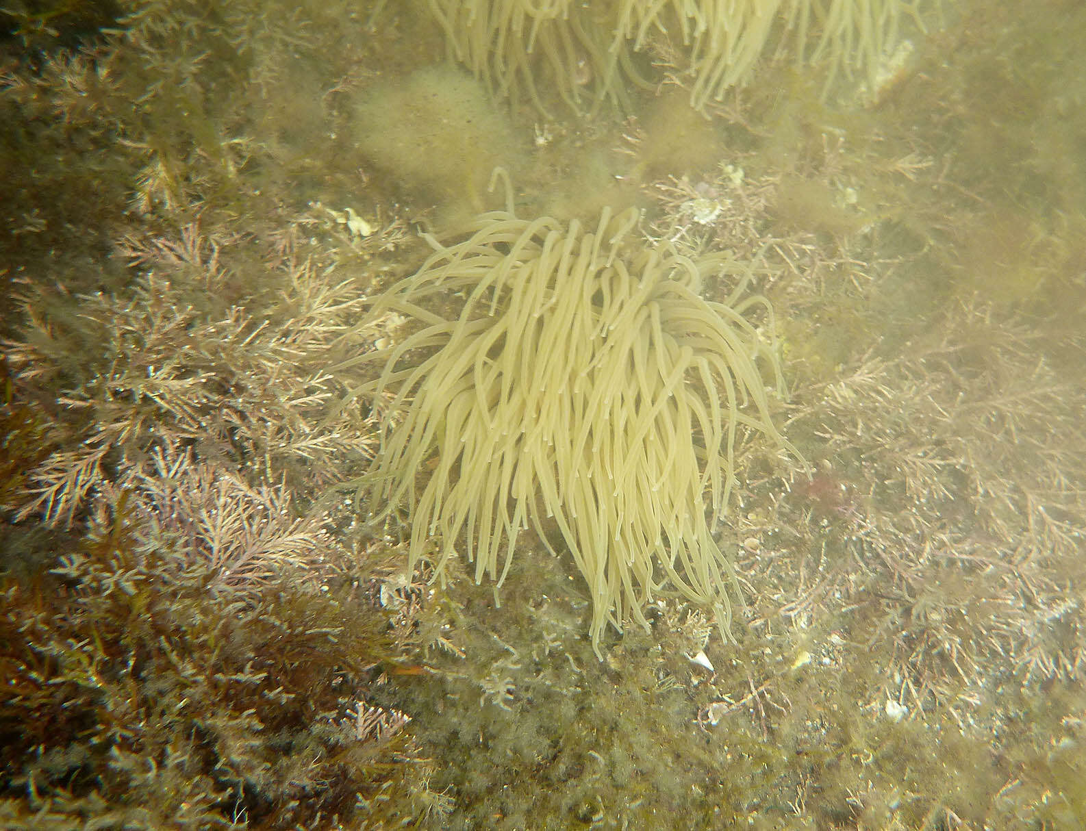 Image de anémone de mer verte