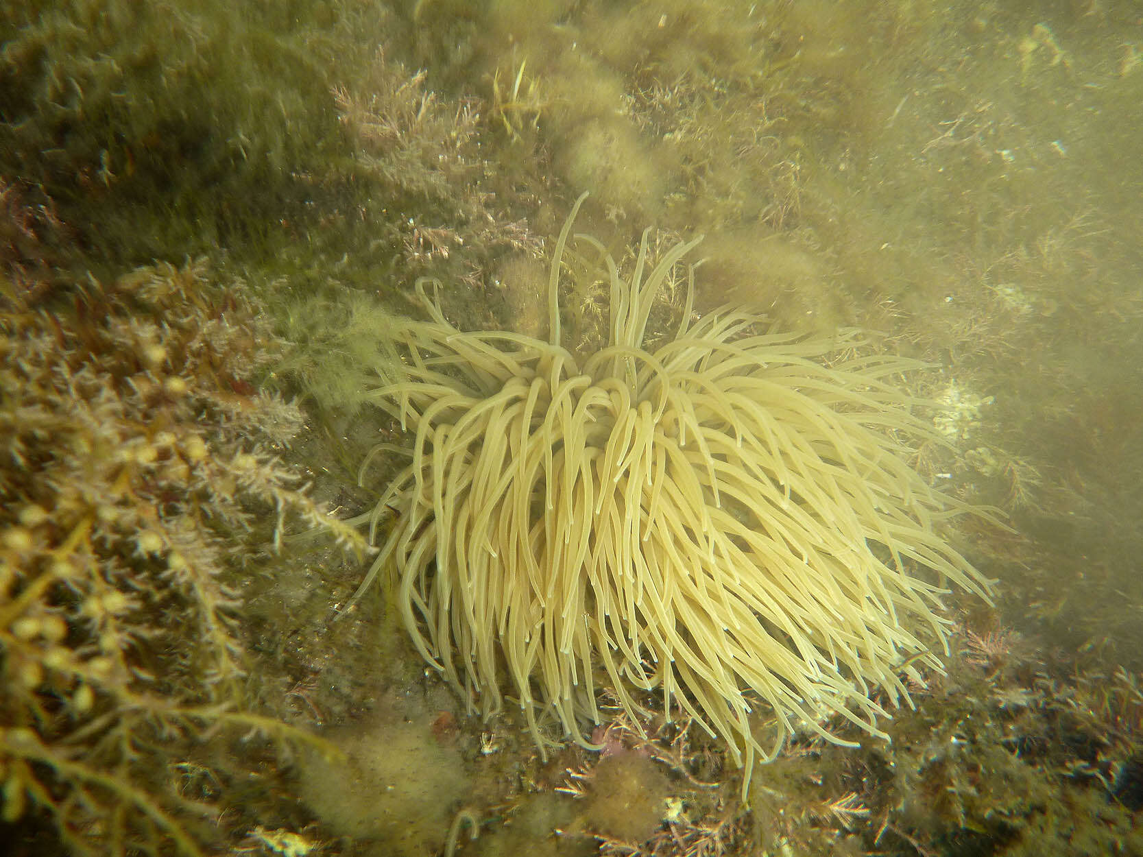 Image de anémone de mer verte