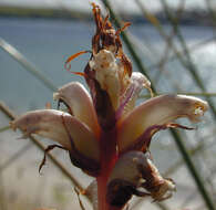 Image of ivy broomrape