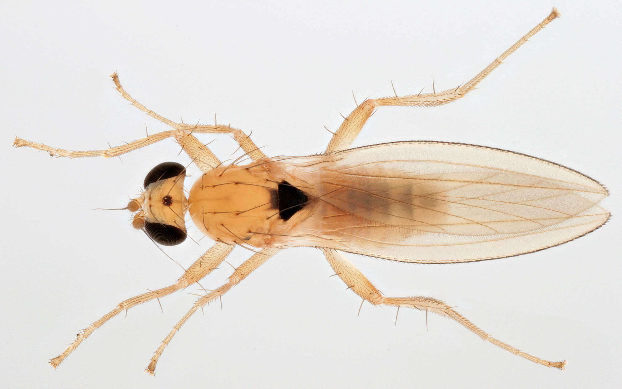 Image of Lonchoptera scutellata Stein 1890