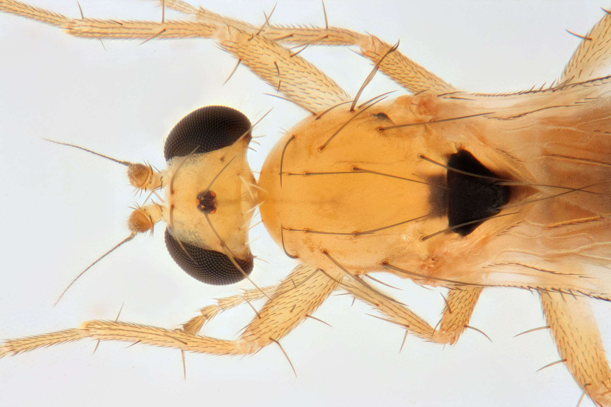 Image of Lonchoptera scutellata Stein 1890