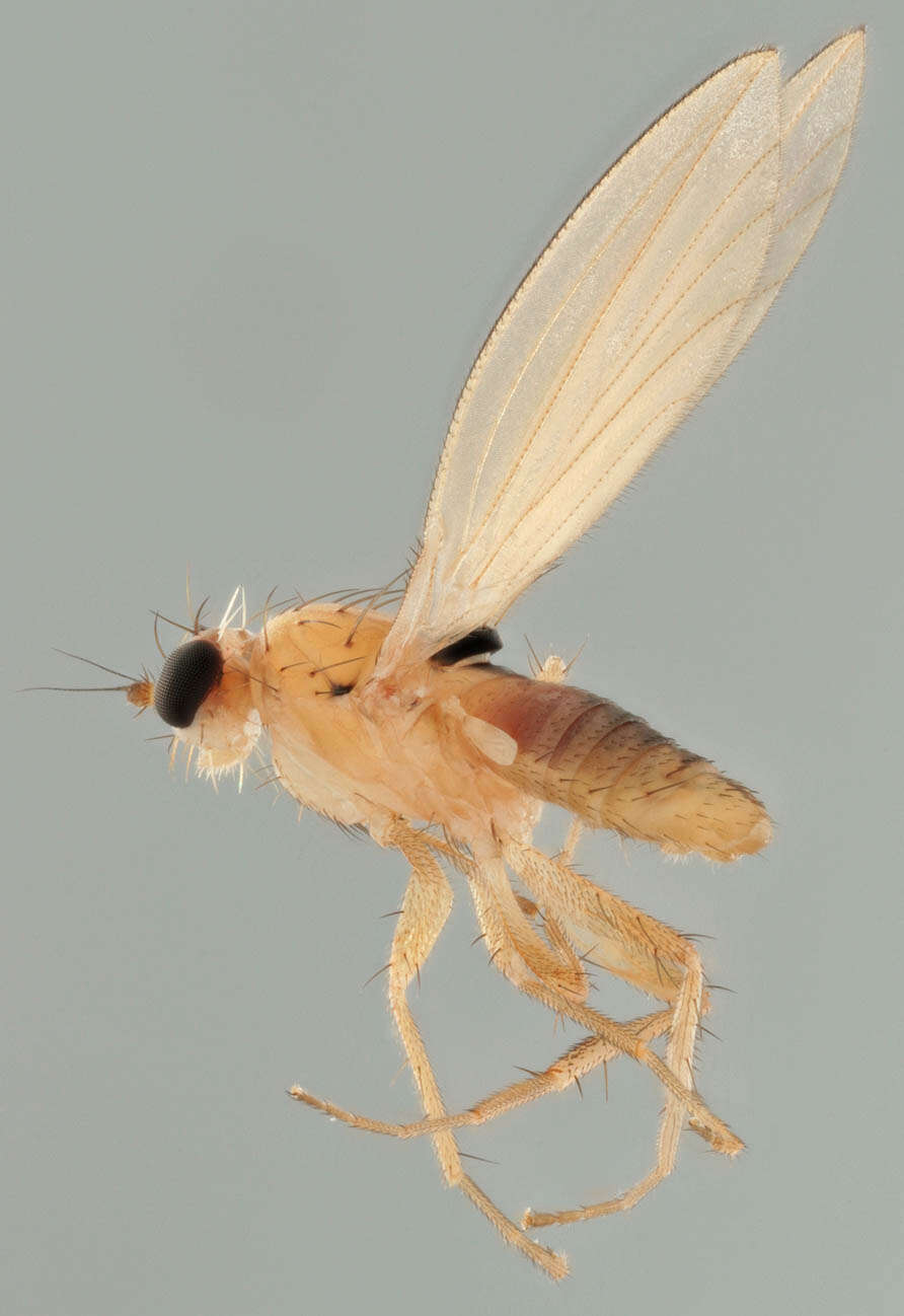 Image of Lonchoptera scutellata Stein 1890