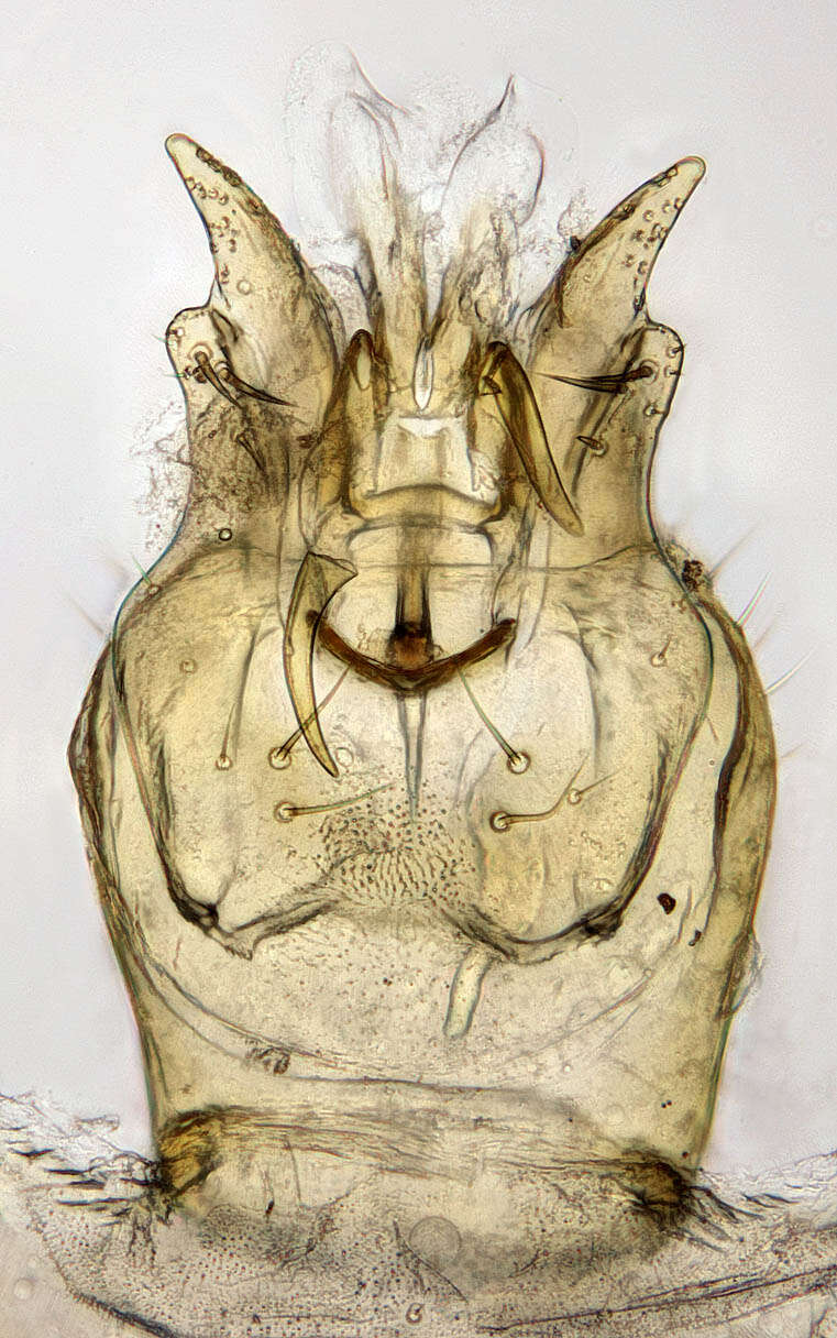 Image of Lonchoptera scutellata Stein 1890