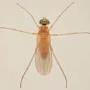 Image of Xanthochlorus tenellus (Wiedemann 1817)
