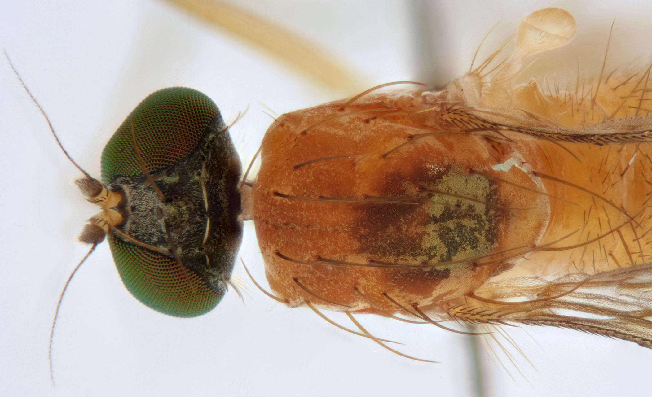 Image of Xanthochlorus