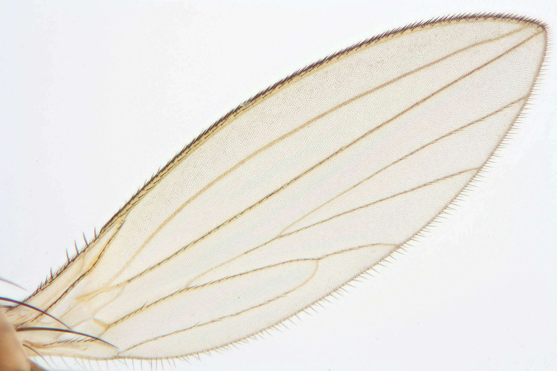 Image of Lonchoptera bifurcata (Fallen 1810)