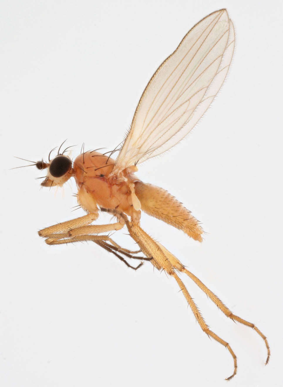 Image of Lonchoptera bifurcata (Fallen 1810)
