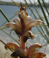 Image of ivy broomrape