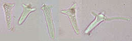 Image of Nectria lugdunensis J. Webster 1959