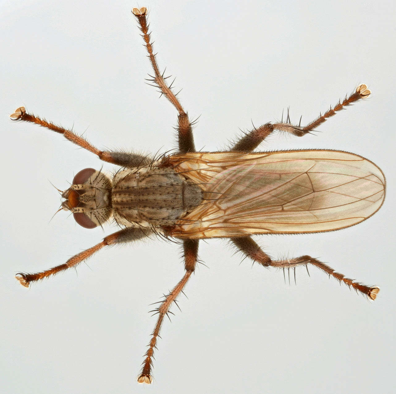 Image of Scathophaga litorea (Fallen 1819)