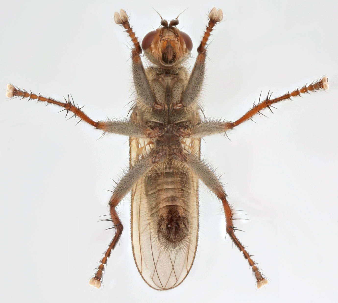 Image of Scathophaga litorea (Fallen 1819)