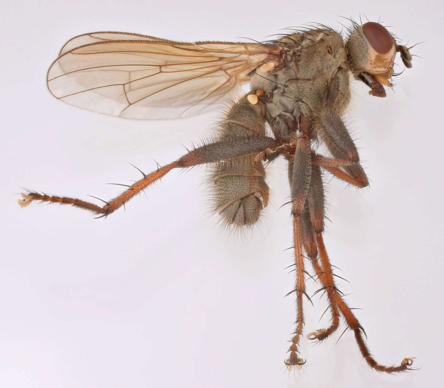 Image of Scathophaga litorea (Fallen 1819)